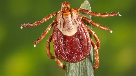 Massachusetts Most Common Pests A1 Exterminators