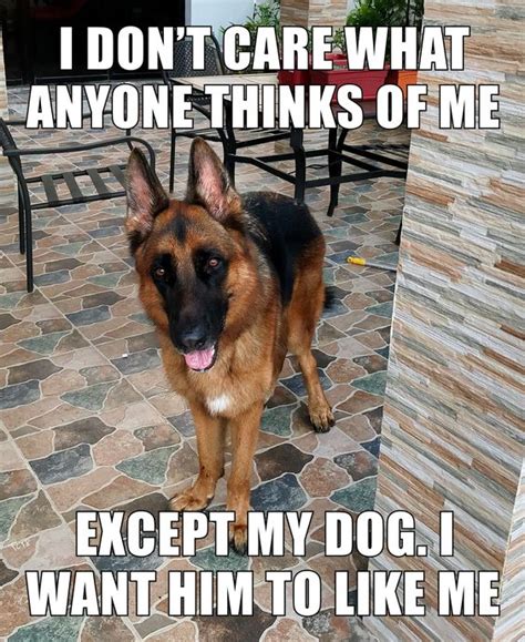 30 Best German Shepherd Quotes And Sayings Page 6 Of 8 The Paws