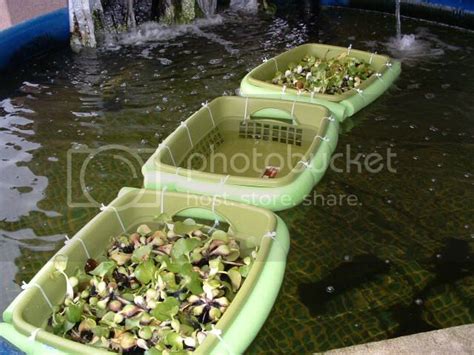 Cheap Temporary/Quarantine pond and DIY large floating planter baskets