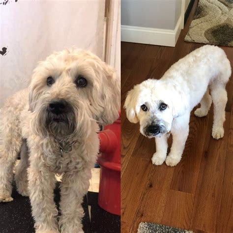 $41.65 for haircut with wash and style at zoe hair studio at zoe hair studio ($85 value). Wheaten terrier...before and after haircut 🐶 | Wheaten ...