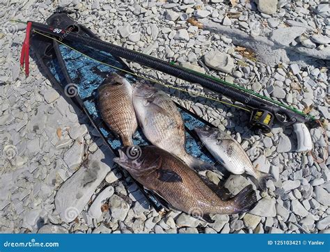 Successful Underwater Hunting Stock Image Image Of Activity Hunting