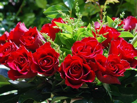 90 Wedding Red Rose Flower Wallpapers Love Roses Pictures Urdu