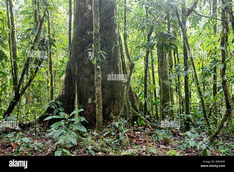 Giant Rain Forest Tree In Tropical Amazon Jungle Of Colombia Stock