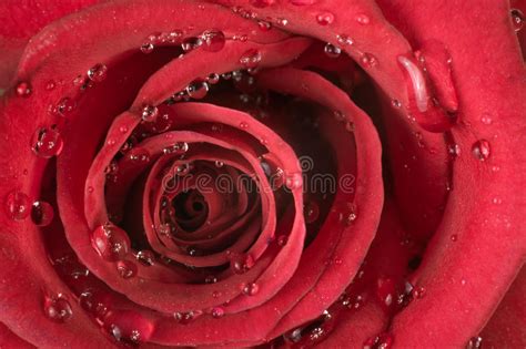 A Drop Of Dew Between The Petals Of The Rose Stock Photo Image Of