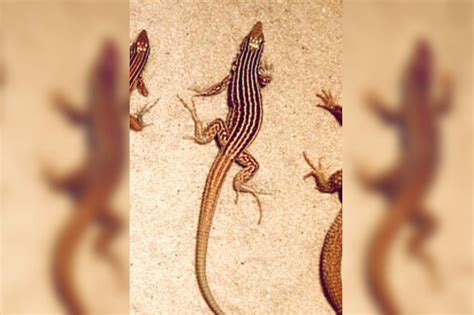 What An All Female Lizard Species Tells Us About The Pros And Cons Of