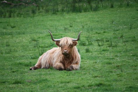 Brown Highland Cattle On Field Of Grass · Free Stock Photo