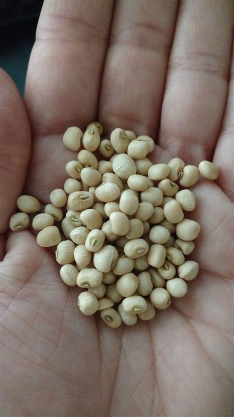 Lady Finger Southern Pea Southern Pea Seed Planting Guide Lady Finger