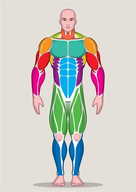 Front and back female and male views. Design a male and female muscle chart | Freelancer