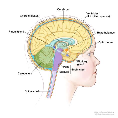 Tumor Different Types Of Brain Tumors