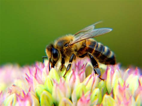 Tips For A Bee Friendly Garden Official Blog Of Park Seed