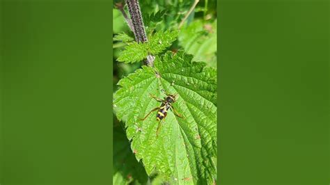 A Wasp Beetle A Stunning Example Of Batesian Mimicry Youtube