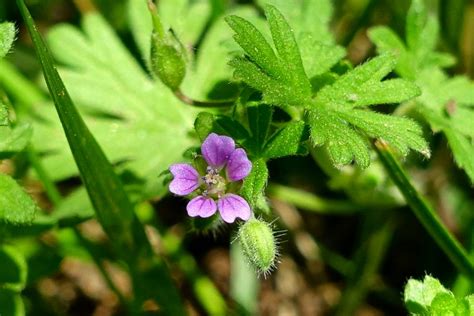 Geranium Pusillum Wildflowers Of The National Capital Region