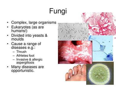 Ppt Introduction To Medical Microbiology Powerpoint Presentation Id