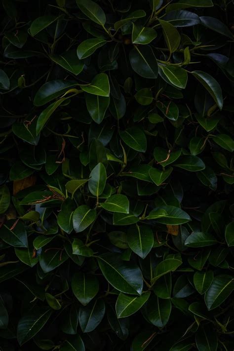 Wallpaper Day Plant Dark Green Leaves Branches For Hd 4k