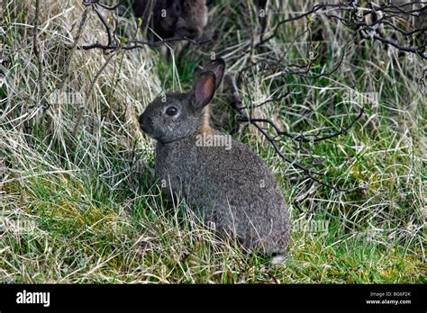 El Conejo Oryctolagus cuniculus en arbustos matorral Fotografía de