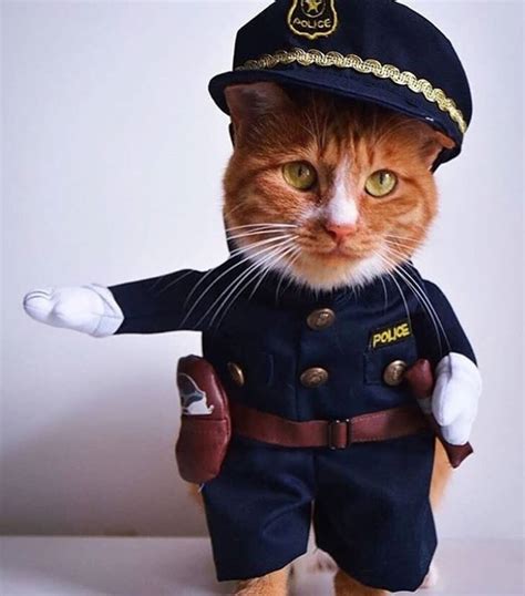 25 Costumes That Prove Cats Always Win At Halloween The