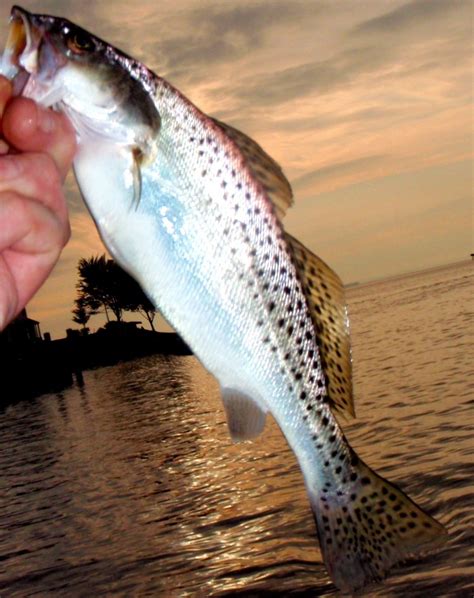 Speckled Trout Chesapeake Light Tackle