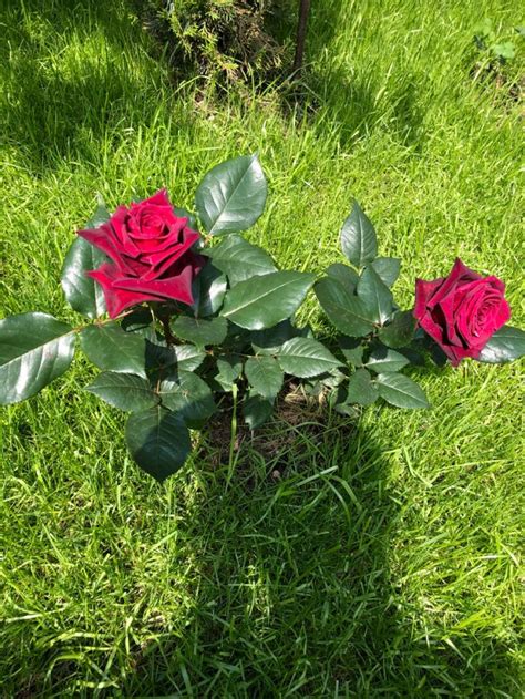 Black Baccara Rose In Garden Plants Rose