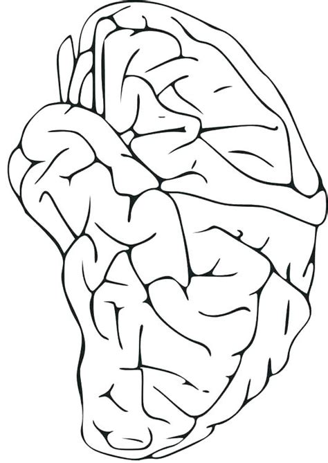 Central Nervous System Coloring Page Sketch Coloring Page