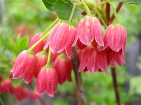 FLOWERING VINES FOR SHADE IN ZONE 10, 10 IN FOR SHADE VINES ZONE FLOWERING, | flowering vines