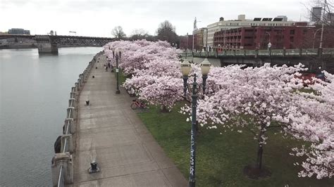 Cherry Blossoms In Portland Where You Can See Them Portland Japanese Garden Oregon
