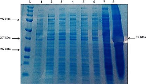 Coomassie Brilliant Blue R 250 Stained Sds Page Gel Showing Effect Of