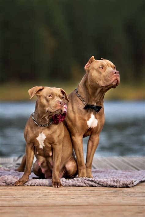 Two Pit Bull Dogs Resting In Bed Together Top View Stock Photo Image