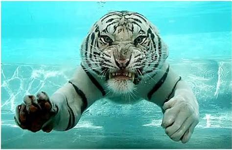 Odin The White Bengal Tiger Swimming Animals And Pets Funny Animals