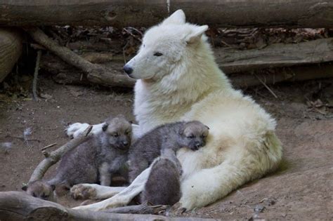 The Arctic Wolves Owlcation