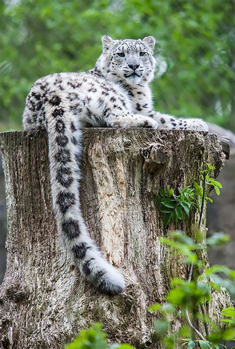 Celebrating That The Snow Leopard Is No Longer Endangered
