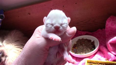 How To Weigh Kittensnewborn Kitten Care ⚖ Youtube