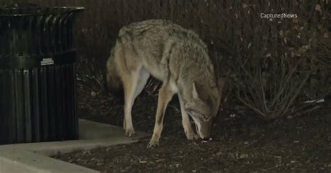 Coyote Reports Are Up In Chicago This Year Cbs Chicago