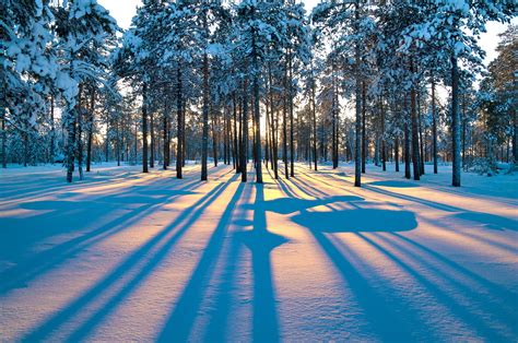 Forest Sunrise Winter Trees Wallpaper 4489x2983 247261