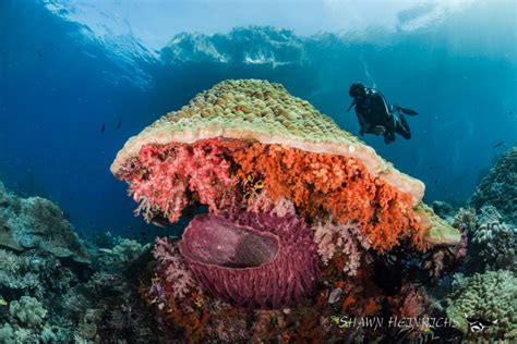 Marine Conservation Institute Ronald W Naito Md Foundation