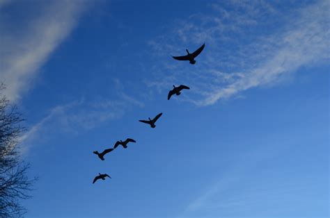 Flying Geese Free Stock Photo Public Domain Pictures