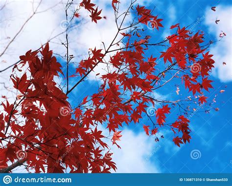 Maple Tree Leaves Becoming Red With Blue Sky Background In The Fall