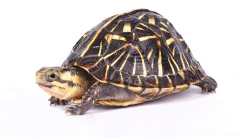 Metabolic Bone Disease In Turtles And Tortoises All Turtles