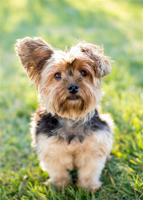 Toy Dog Breeds Which Tiny Pup Should You Bring Home Toy Dog Breeds