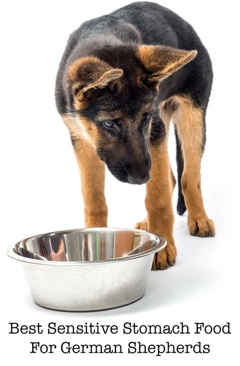 Best Dog Food For German Shepherds With Sensitive Stomachs Best Dog