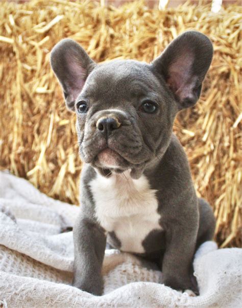 Blue French Bulldog Puppy From Sakennel Dog Pounds Blue French