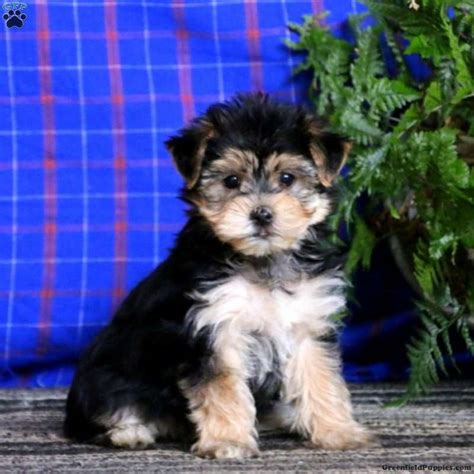 Morkie Puppies For Sale Yorktese Puppies Greenfield Puppies