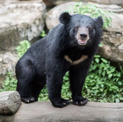 Asiatic Black Bear Iasbaba