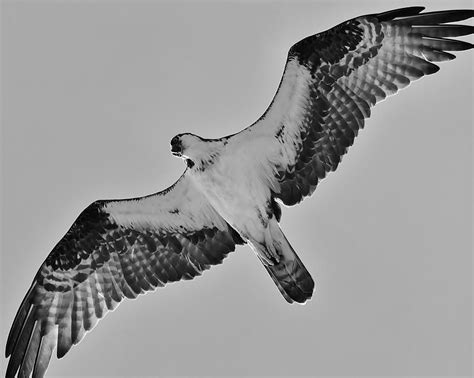 Osprey Black And White Photograph