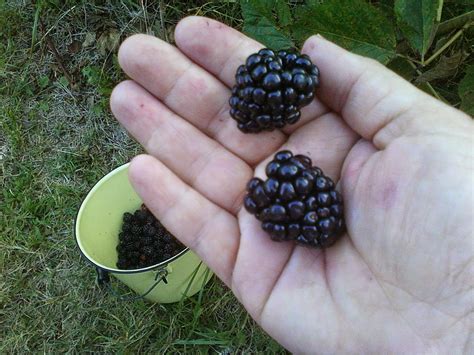 Lucy of Orchard Slope: Black and Blue: Berries in the Bucket | Berries, Blue black, Fruit