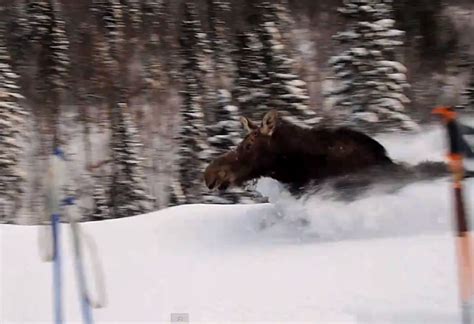 Trapped Moose Runs Past Skiers In Chest Deep Snow This Is Impressive