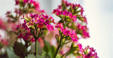 Ask Wet And Forget The Best Indoor Flowering Plants To