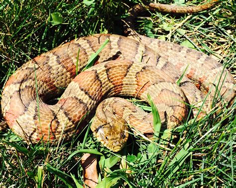 Prevention and maintenance the first step to consider when wanting to prevent snakes to come close to your property is to control the factors that may attract them to your property. St Louis Wildlife Removal | Wildlife Command Center MO