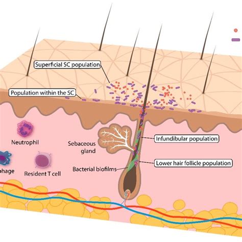 Overview Of The Skin Pilosebaceous Unit And The C Acnes Population