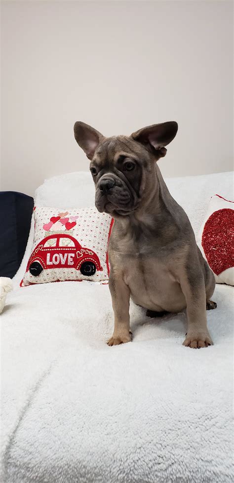 Use the filters below to search for the kennel club assured breeders in your area. Queen | Puppies, Puppy finder, Cute french bulldog