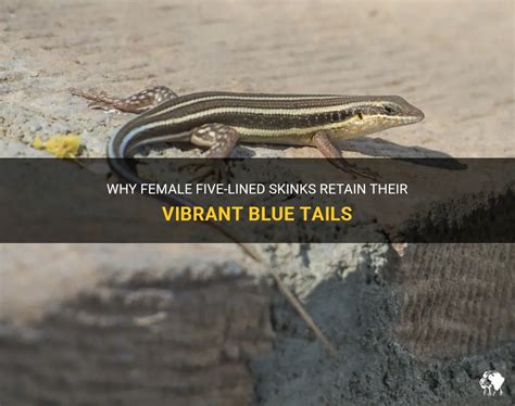 Why Female Five Lined Skinks Retain Their Vibrant Blue Tails Petshun